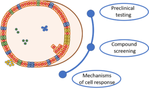 Logo Organoids
