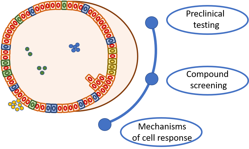 Logo Organoids